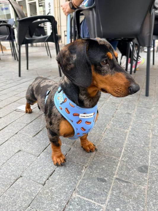 Hot dog -  Pack arnés perro pequeño