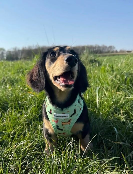 Teckel verde- Pack arnés perro pequeño