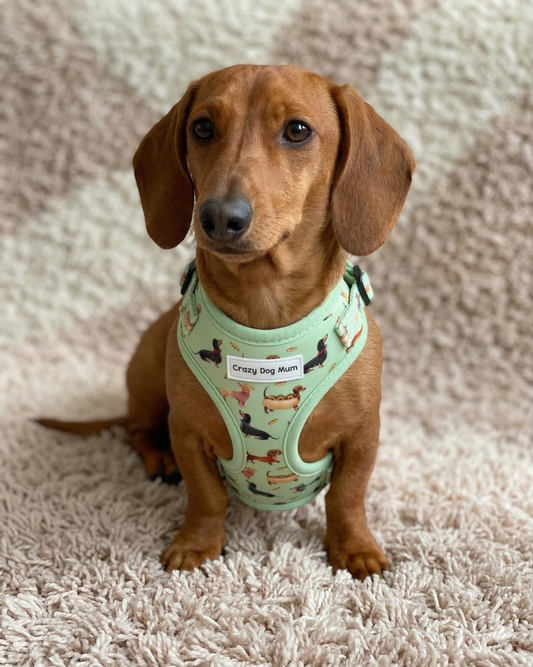 Teckel verde -  arnés perro pequeño