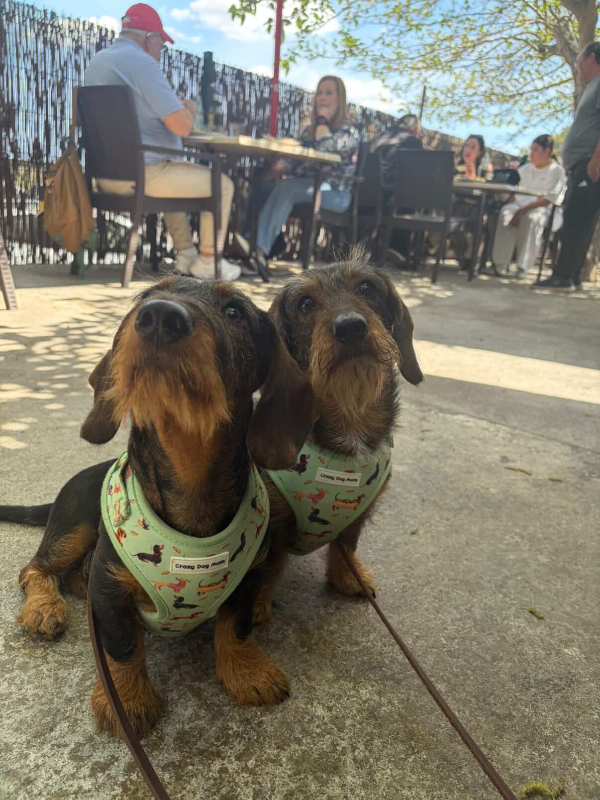 Teckel verde- Pack arnés perro pequeño