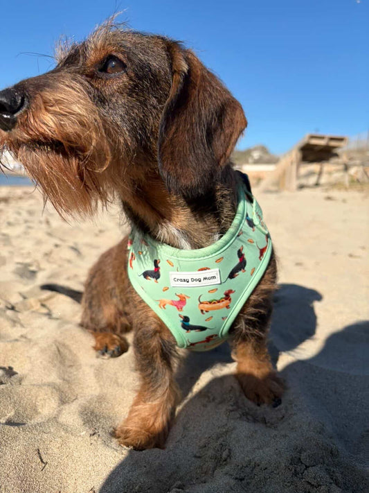 Teckel verde -  arnés perro pequeño