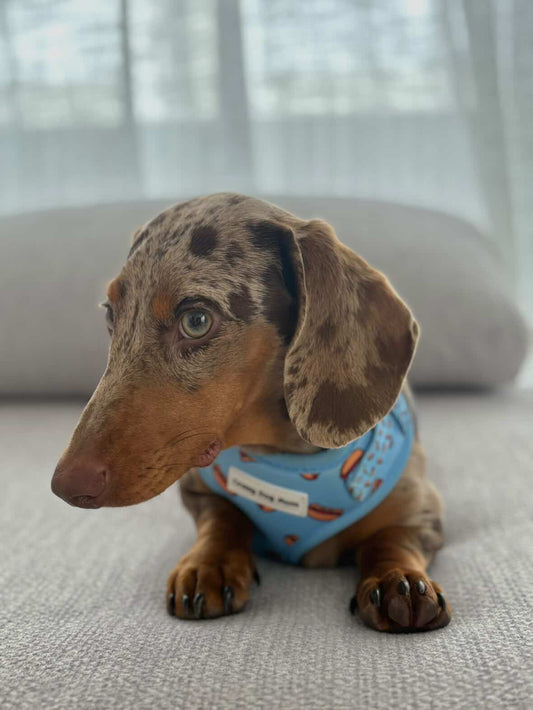 Hot dog -  Pack arnés perro pequeño