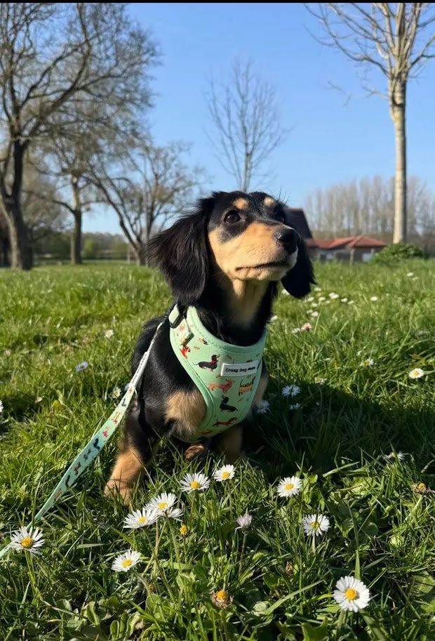 Teckel verde- Pack arnés perro pequeño