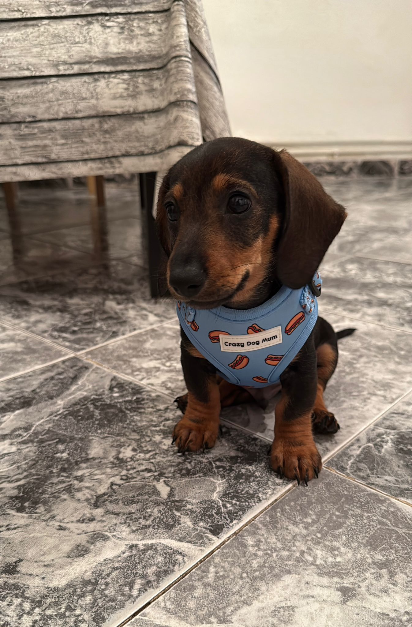 Hot dog -  Pack para cachorro