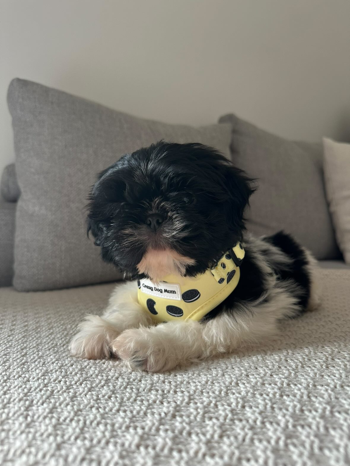 Oreo Vainilla -  arnés perro pequeño