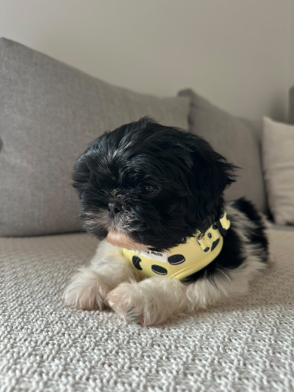 Oreo Vainilla -  arnés perro pequeño