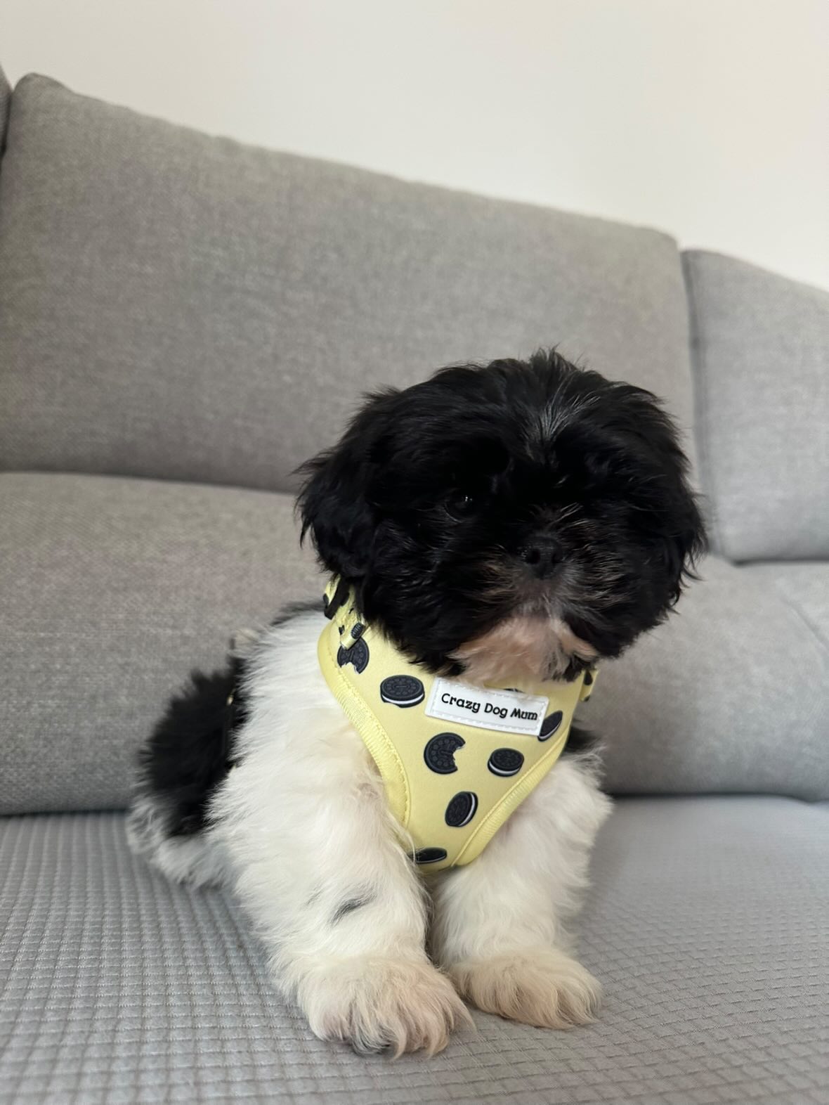 Oreo Vainilla -  arnés perro pequeño