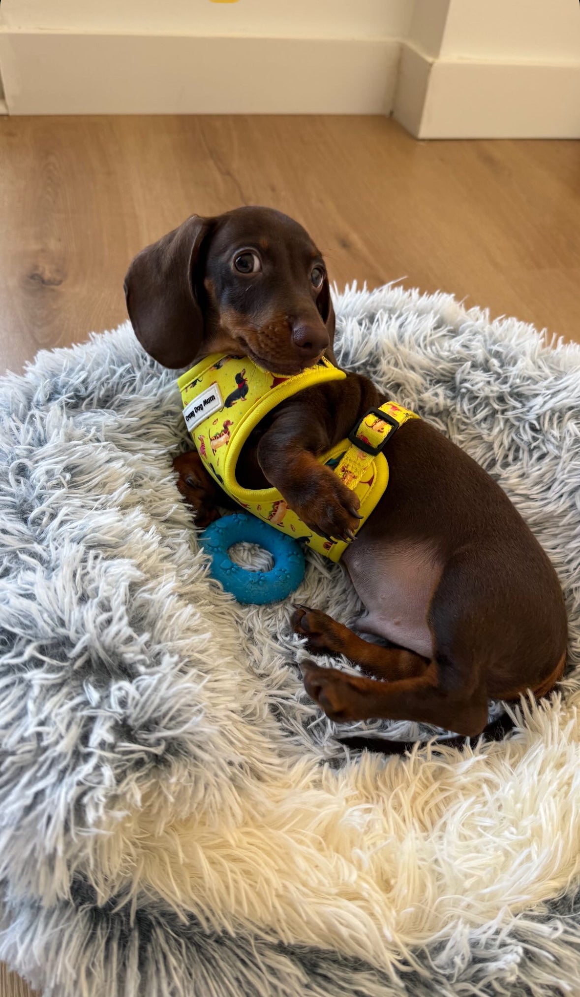 Teckel - Pack para cachorro